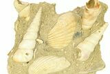 Fossil Marine Gastropod Cluster (Haustator) - Gironde, France #284915-1